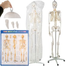 Menschliches Skelett - 170 cm Malatec 22583