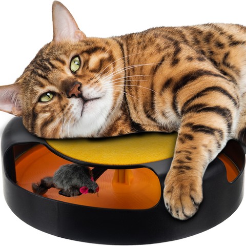 Ein Spielzeug für eine Katze - ein Rad mit einer Maus