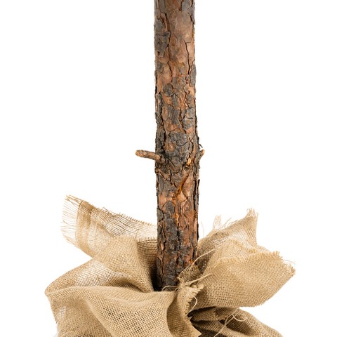 Medžio kamienas - deimantine pušis 180 cm