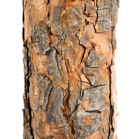 Ствол дерева - алмазная сосна 180 см